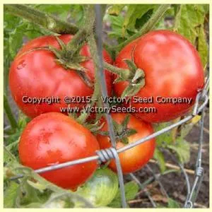 Livingston's Dwarf Stone Tomato