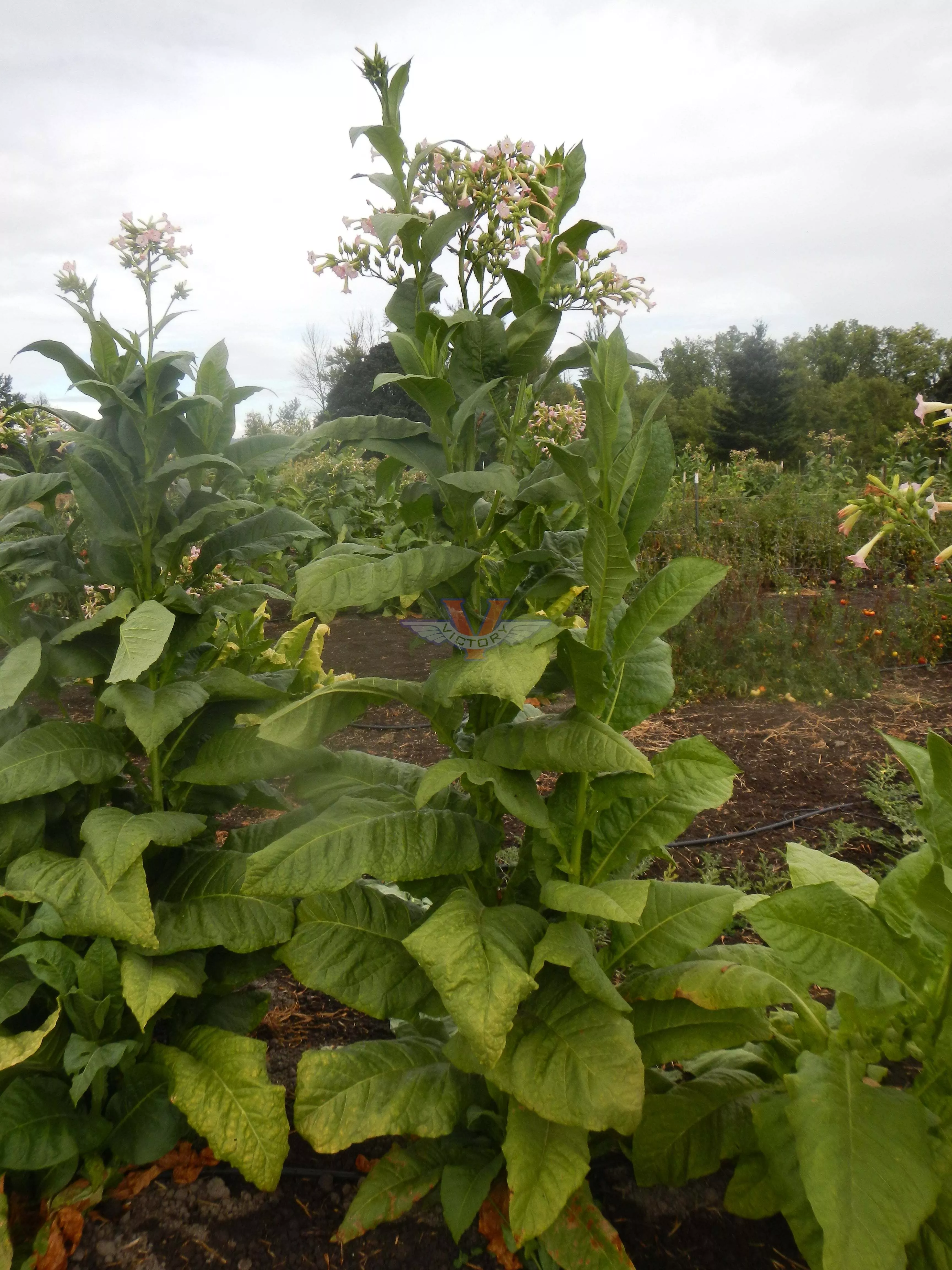 Carolina Bright Tobacco