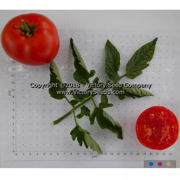 Bison Tomato