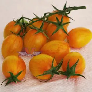 Sunset Torch F1 Tomato