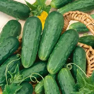 Homemade Pickles Cucumber