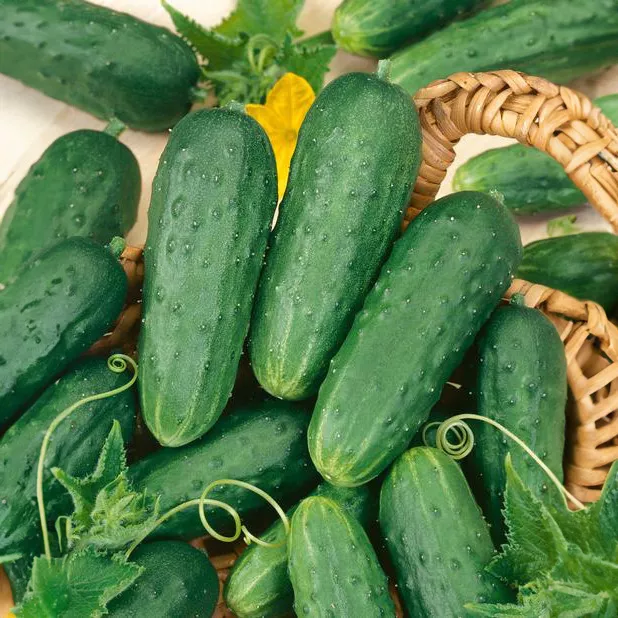 Homemade Pickles Cucumber