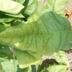 Hill Island Tobacco