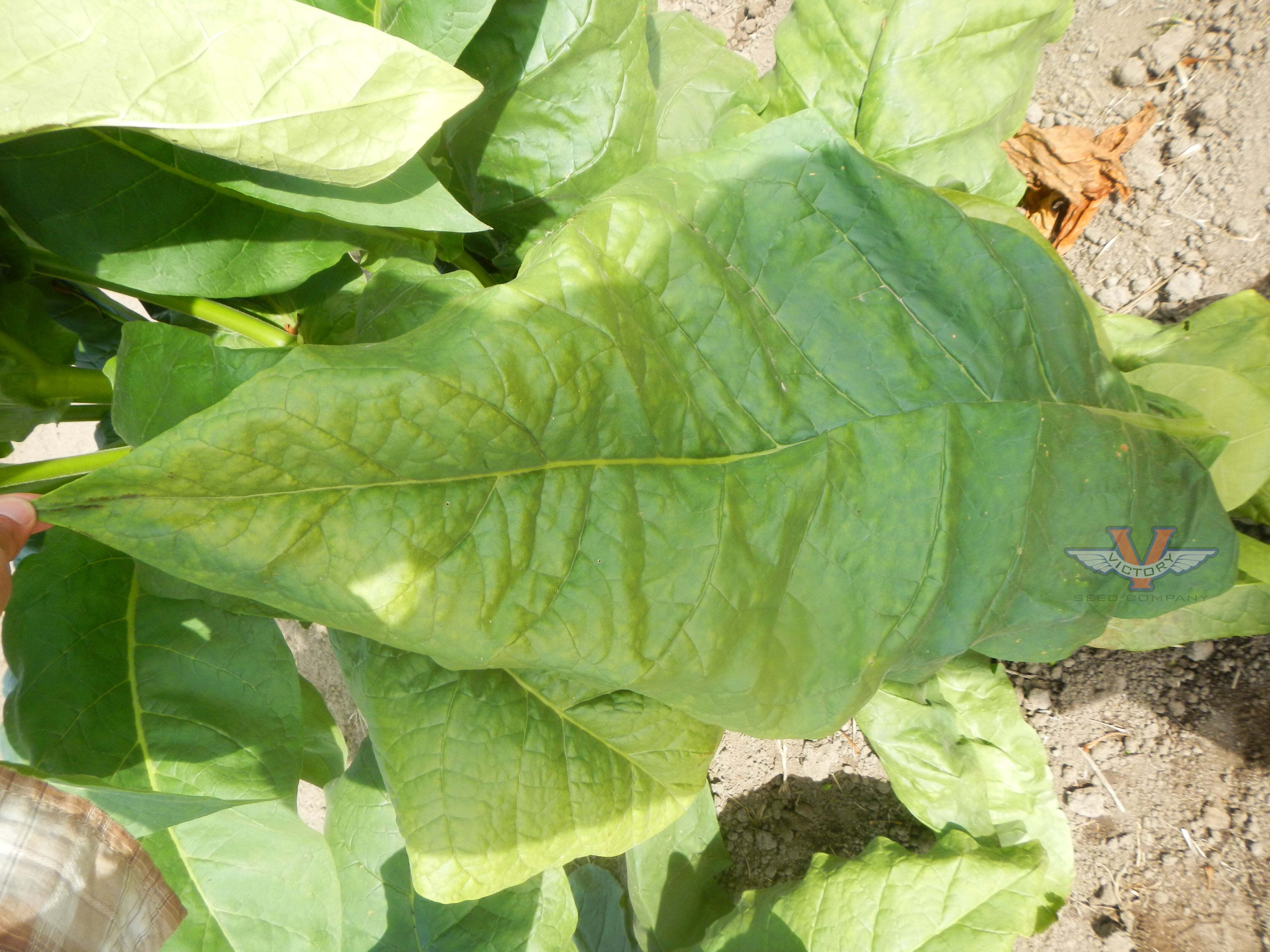 Hill Island Tobacco