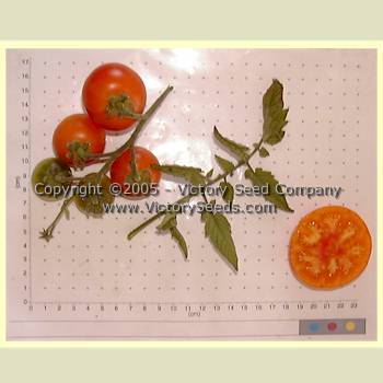 Bi-color Cherry Tomato