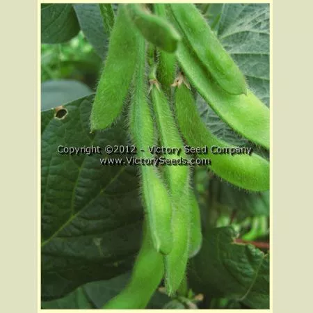 Taiwame Soybean