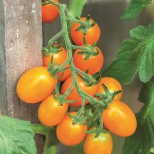 Kumquat F1 Tomato