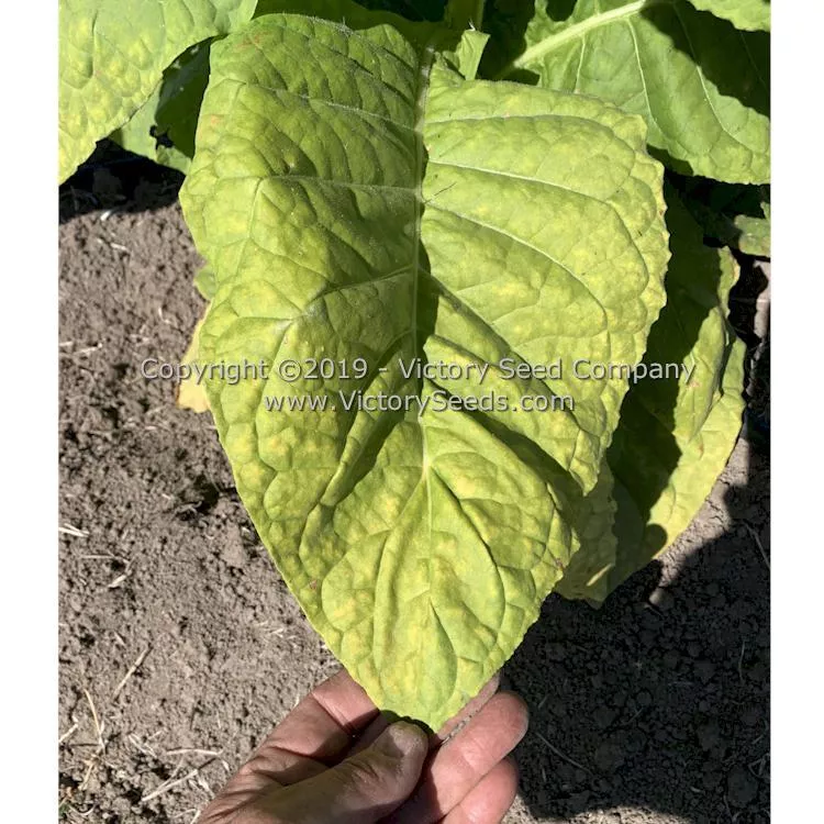 Moonlight Tobacco