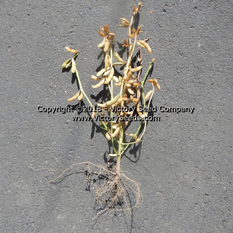 Agate Soybean