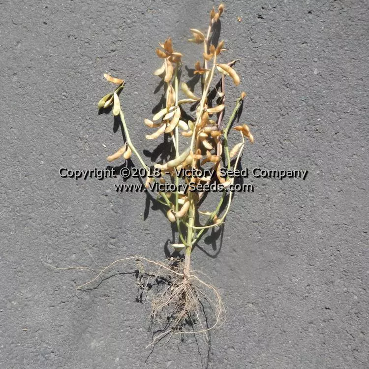 Agate Soybean