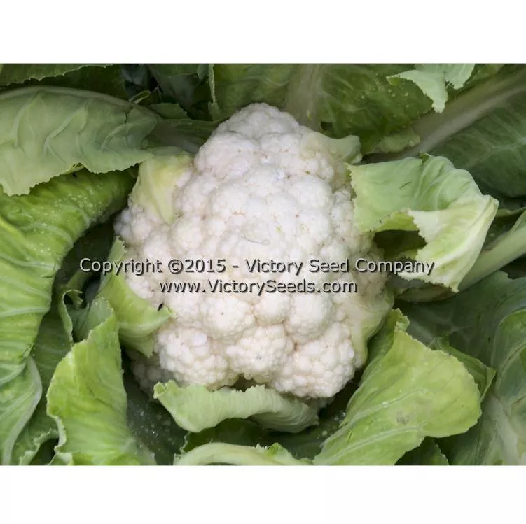 Snowball Self-Blanching Cauliflower