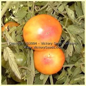 Pineapple Tomato