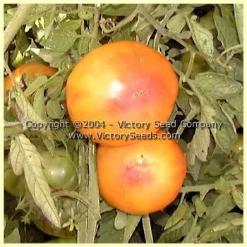 Pineapple Tomato
