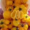 Yellow Stuffer (aka Golden Stuffer) Tomato