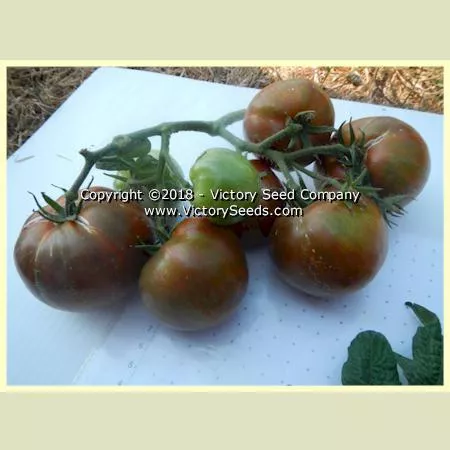 Dwarf Andy's Forty Tomato