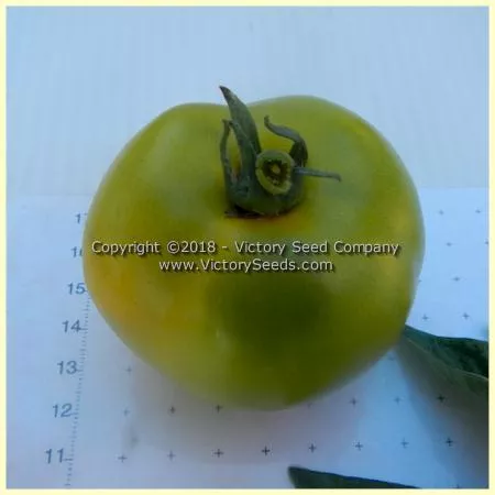 Dwarf Grandpa Gary's Green Tomato
