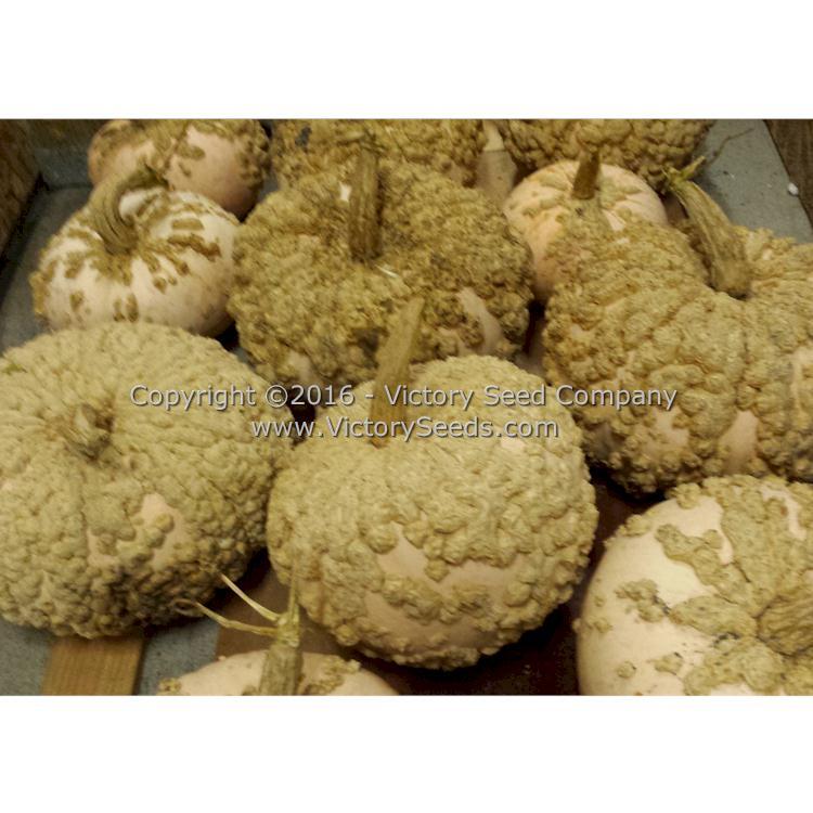 Galeux d' Eysines Winter Squash