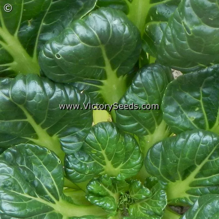 Tatsoi Mustard