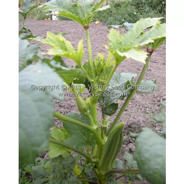Clemson Spineless 80 Okra