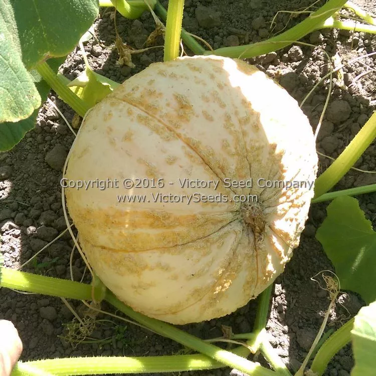 Galeux d' Eysines Winter Squash