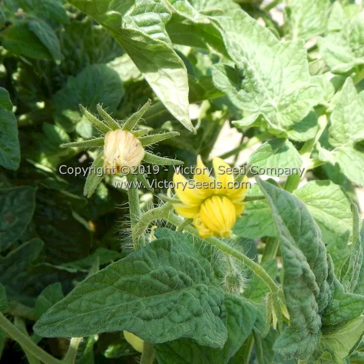 Dwarf Snakebite Tomato