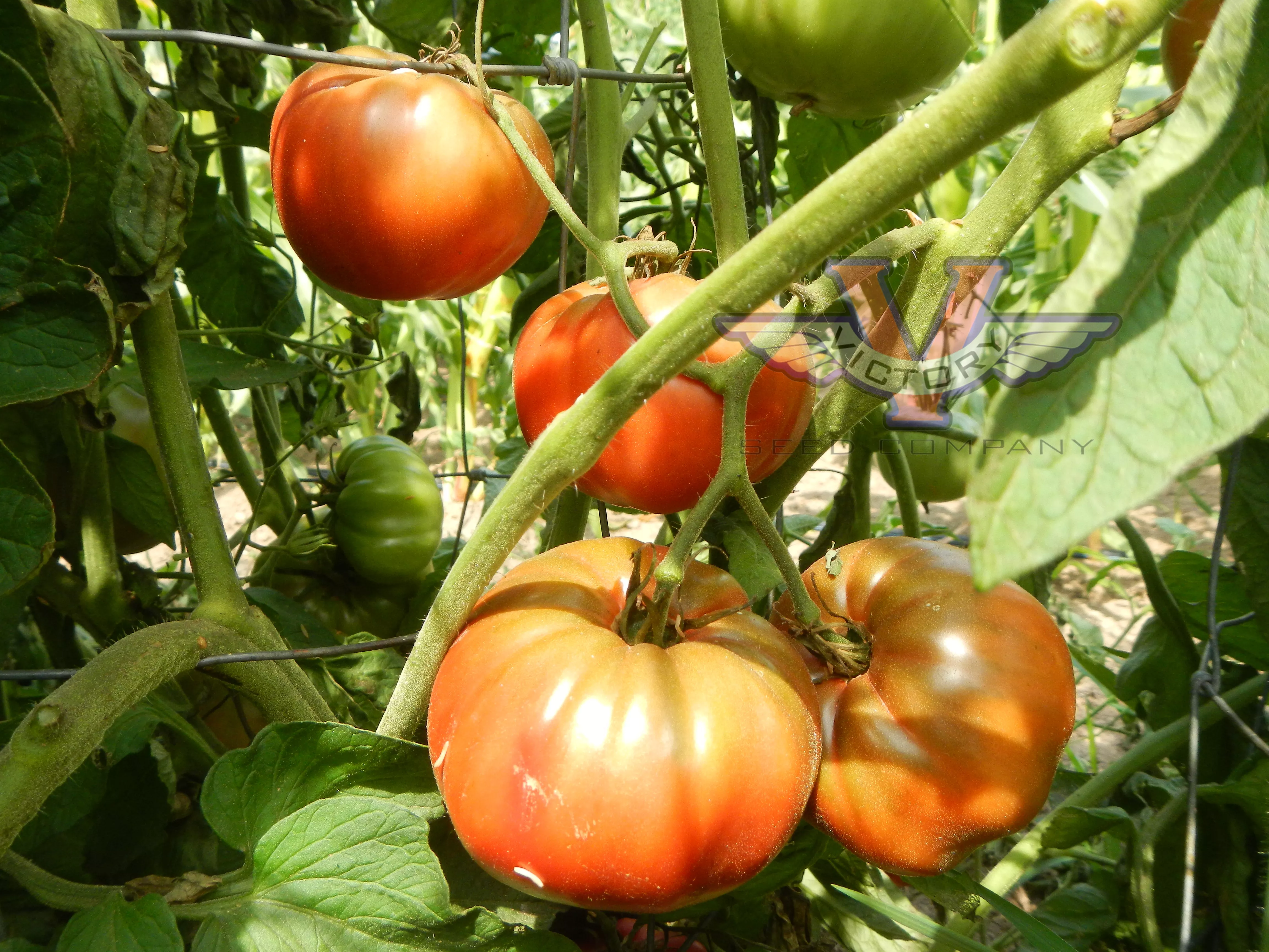Price's Purple Tomato