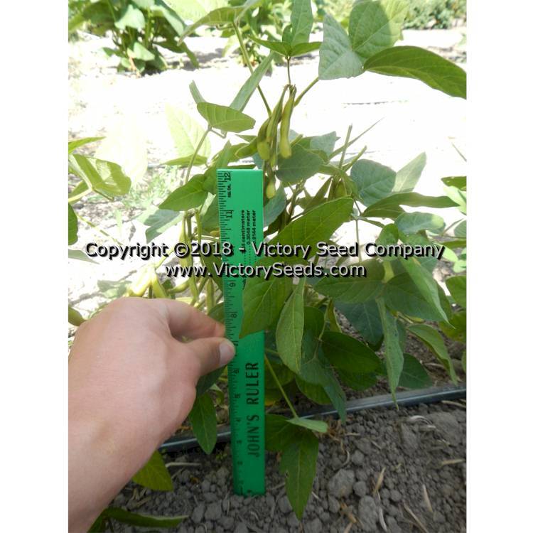 Agate Soybean