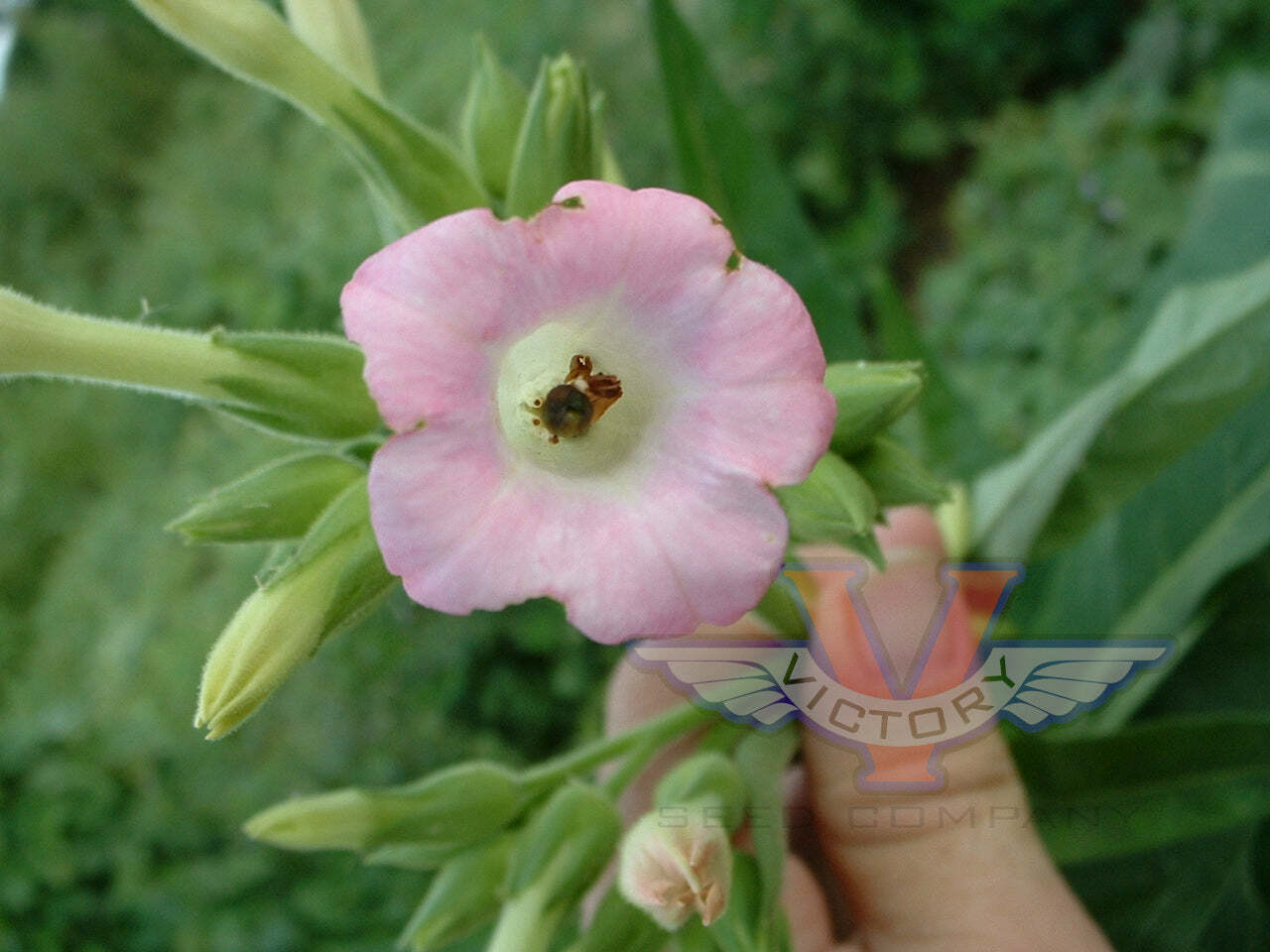 Little Dutch Tobacco