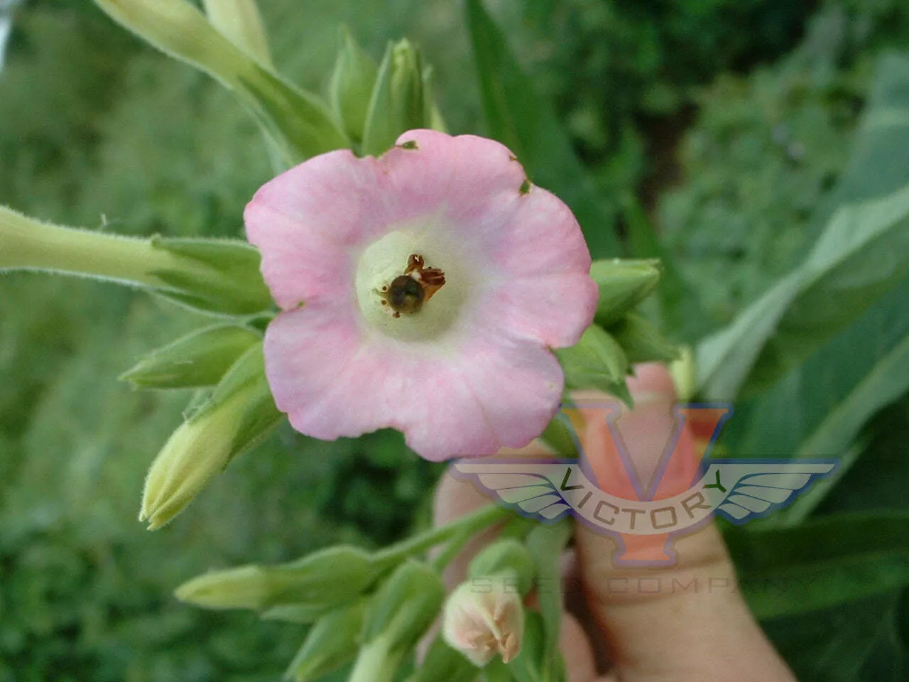 Little Dutch Tobacco