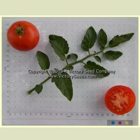 Bay State Tomato