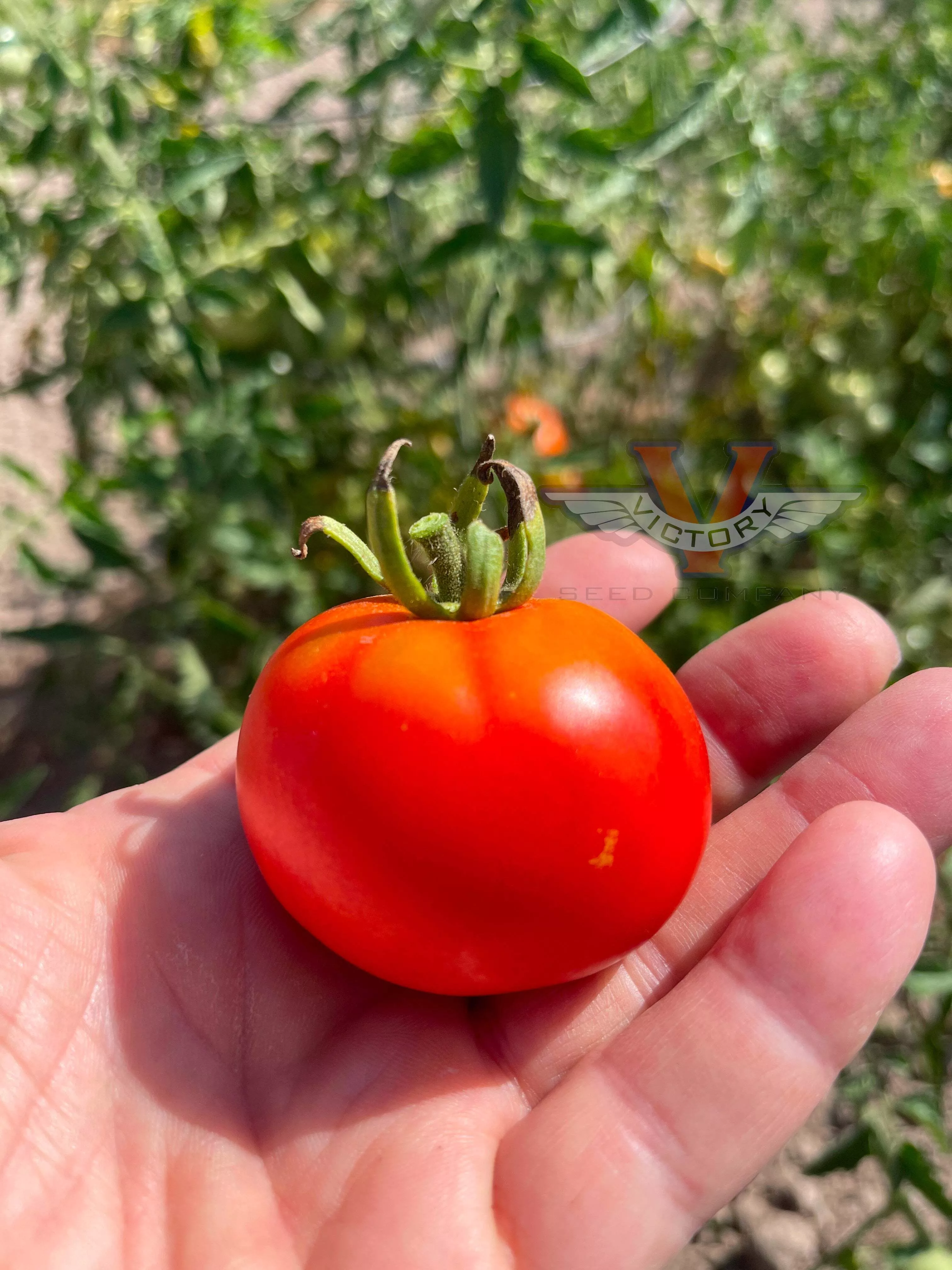 Danish Export Tomato