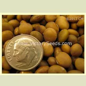 Korean Brown Soybean