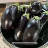 Black Beauty Eggplant