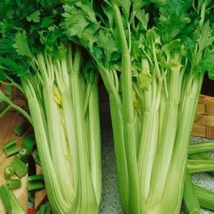 Tall Utah 52-70 Celery