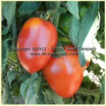 Mama Leone Tomato