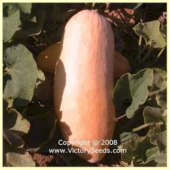 Pink Banana Jumbo - Winter Squash