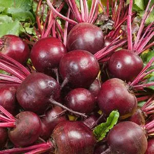 Ruby Queen Beet