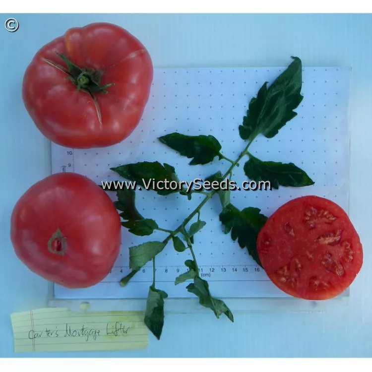 Carter's Mortgage Lifter Tomato
