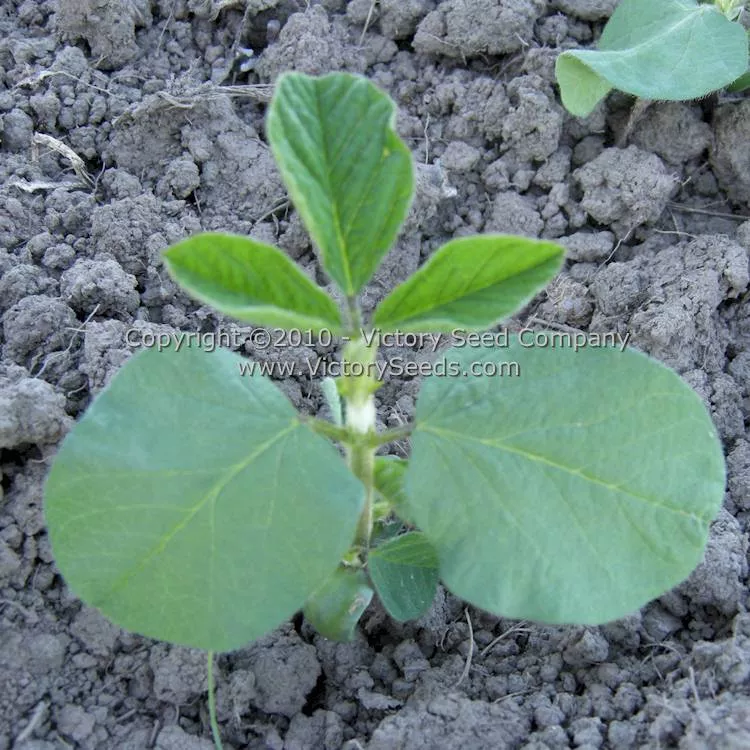 Envy Soybean