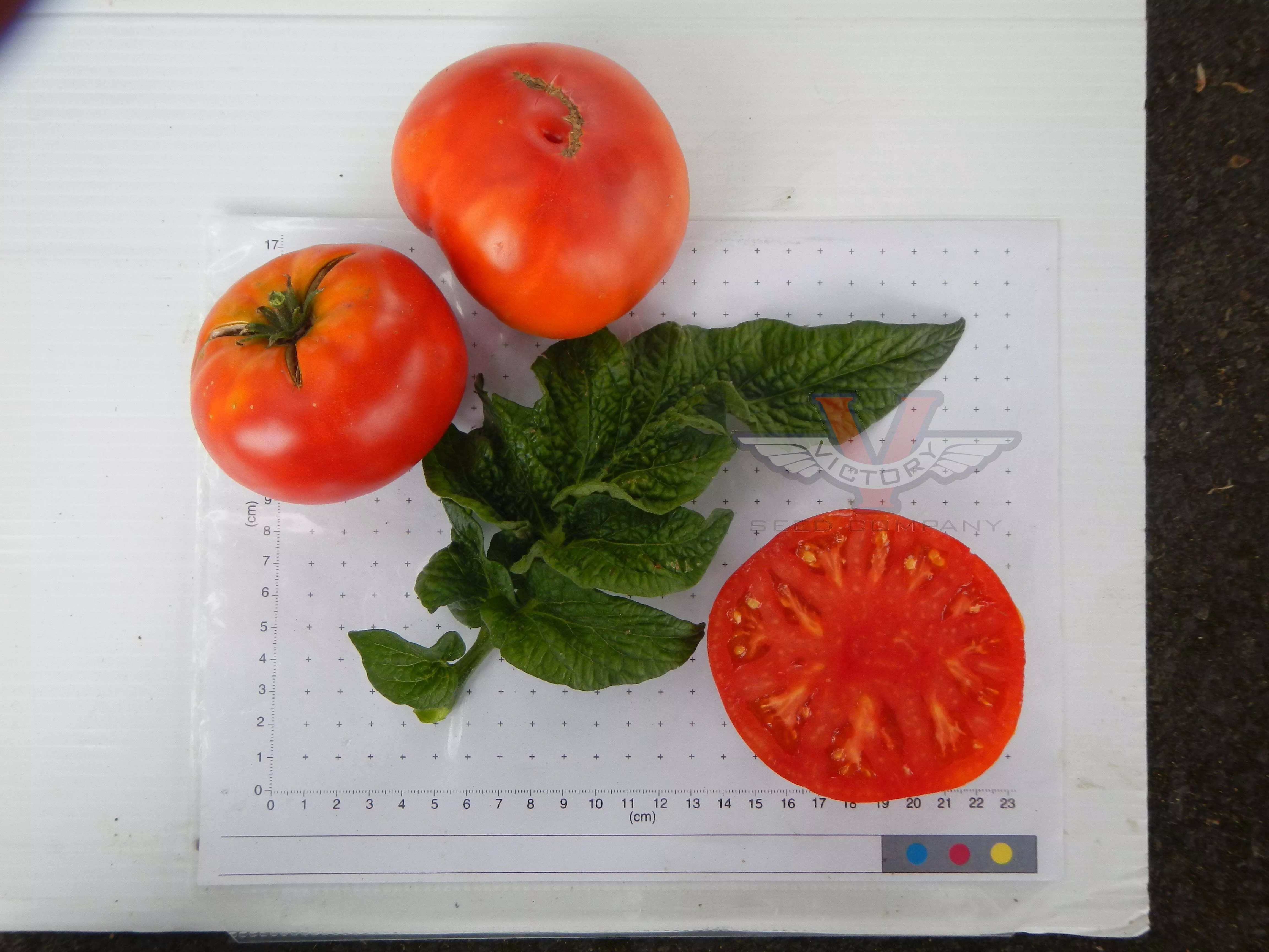 Dwarf Harmonic Convergence Tomato