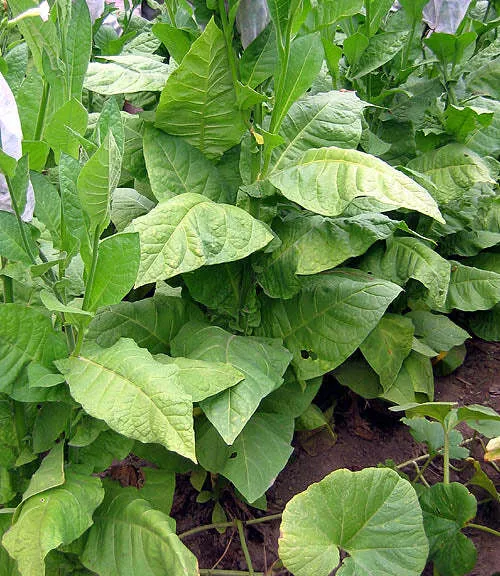 La Palma Havana Tobacco