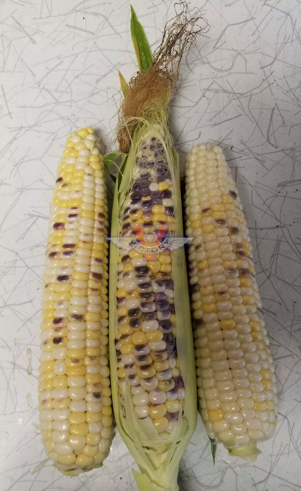 Triple Play Sweet Corn