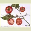 Livingston's Magnus Tomato