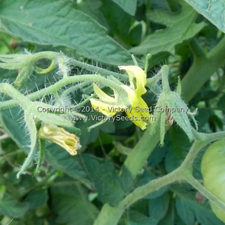 Cherokee Chocolate Tomato