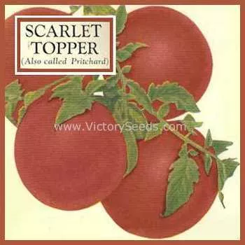 Pritchard (Scarlet Topper) Tomato