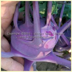 Blue Delicatesse Kohlrabi