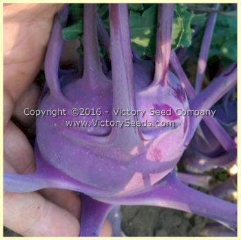 Blue Delicatesse Kohlrabi