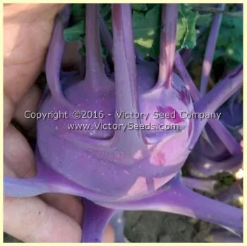 Blue Delicatesse Kohlrabi