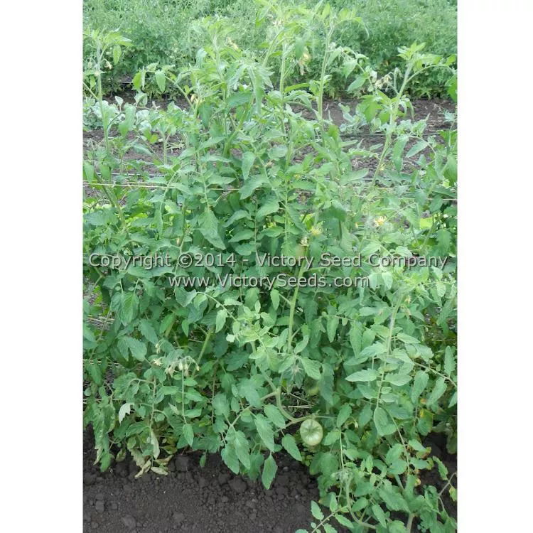 Mortgage Lifter Tomato (Radiator Charlie's Mortgage Lifter)