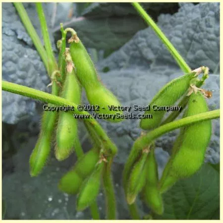 Kouri Soybean
